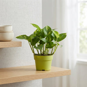 Golden Pothos (Epipremnum aureum) – 12cm Pot