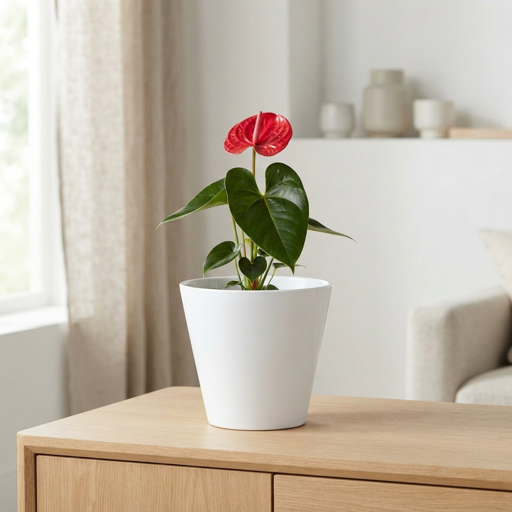 Extra-Large Mixed-Colour Ceramic Plant Arrangement