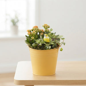 Mixed Colour Floral Arrangement in Yellow Zinc Bucket