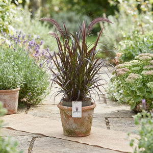 Red Fountain Grass (Pennisetum advena 'Rubrum') – 17cm Pot