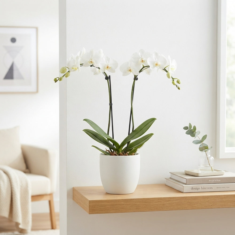 White Phalaenopsis Orchid – 2 Stem, 12cm Pot