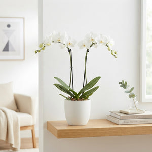 White Phalaenopsis Orchid – 2 Stem, 12cm Pot