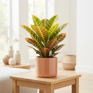Petra Croton (Codiaeum variegatum) – 17cm Pot