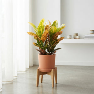 Croton ‘Excellent’ (Codiaeum variegatum) – 17cm Pot