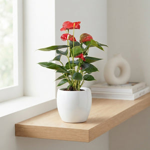 Mixed Anthurium Houseplant – 13cm Pot