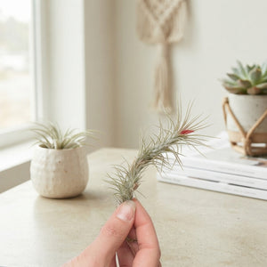 Tillandsia Funckiana Air Plant