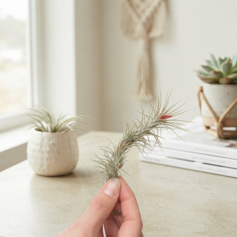 Tillandsia Funckiana Air Plant