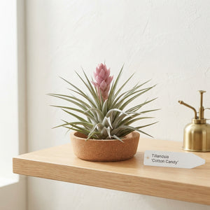 Tillandsia Cotton Candy Air Plant