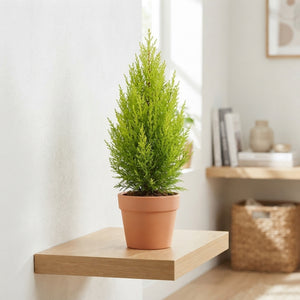 Goldcrest Cypress ‘Wilma’ (Cupressus macrocarpa) – 14cm Pot