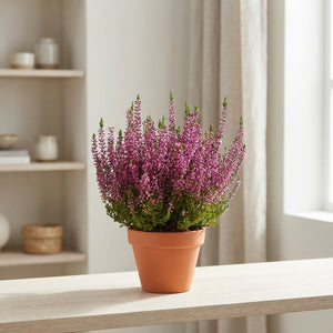 Beauty Lady Lila Heather (Calluna vulgaris) – 9.5cm Pot