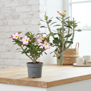 Mixed Adenium obesum Desert Rose – 13cm Pot