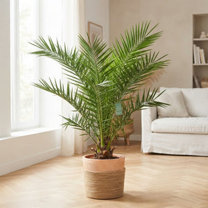 Canary Island Date Palm (Phoenix canariensis) – 24cm Pot, 140cm