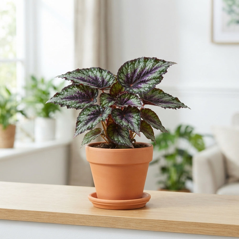 Rex Begonia Mixed Varieties – 9cm Pot