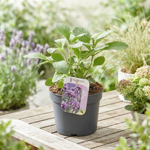 Verbena bonariensis – 13cm Pot
