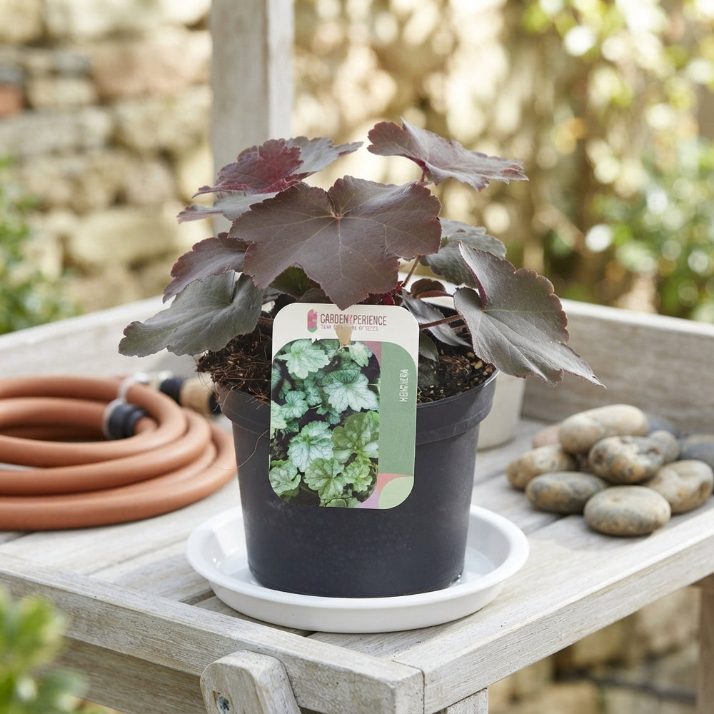 Heuchera 'Palace Purple' – 13cm Pot