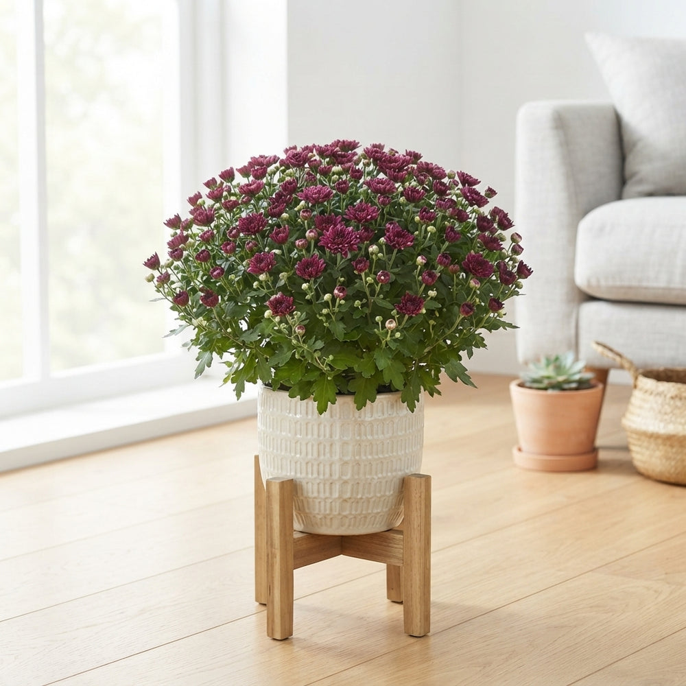 Purple Chrysanthemum – 13cm Pot