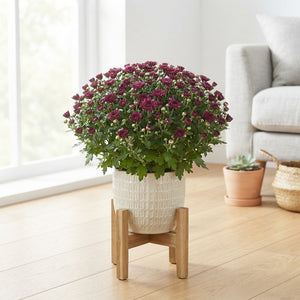 Purple Chrysanthemum – 13cm Pot