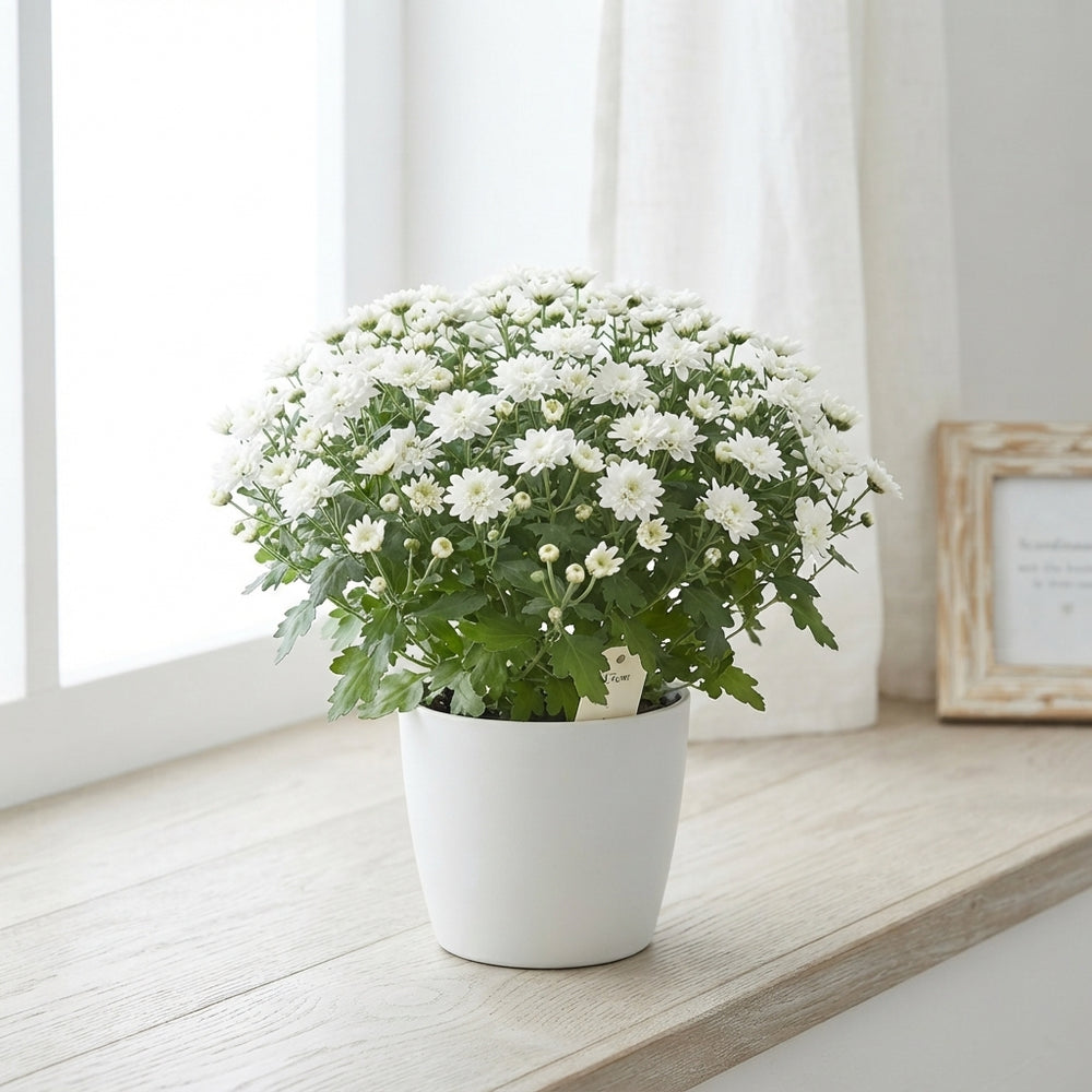 Red Garden Chrysanthemum – 13cm Pot