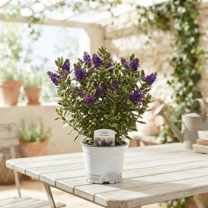 Hebe 'Sarena' – 10.5cm Pot