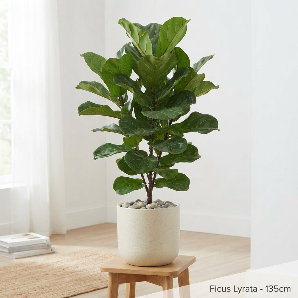 Fiddle Leaf Fig (Ficus lyrata) – 21cm Pot, 135cm Tall