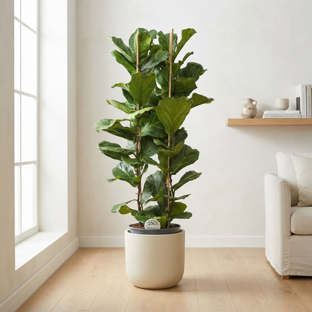 Fiddle Leaf Fig (Ficus lyrata) – 35cm Pot, 165cm