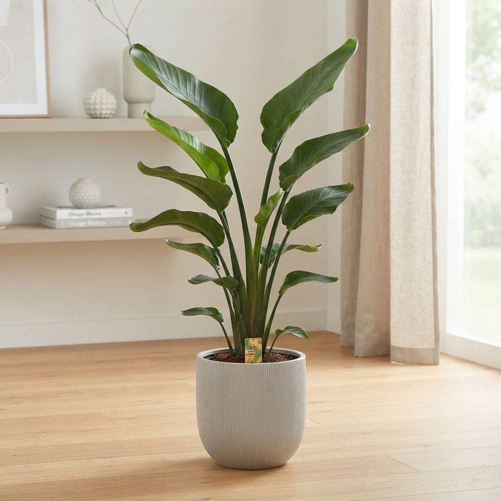 White Bird of Paradise (Strelitzia nicolai) – 32cm Pot