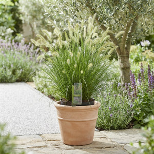 Pennisetum ‘Hameln’ Ornamental Grass – 29cm Pot