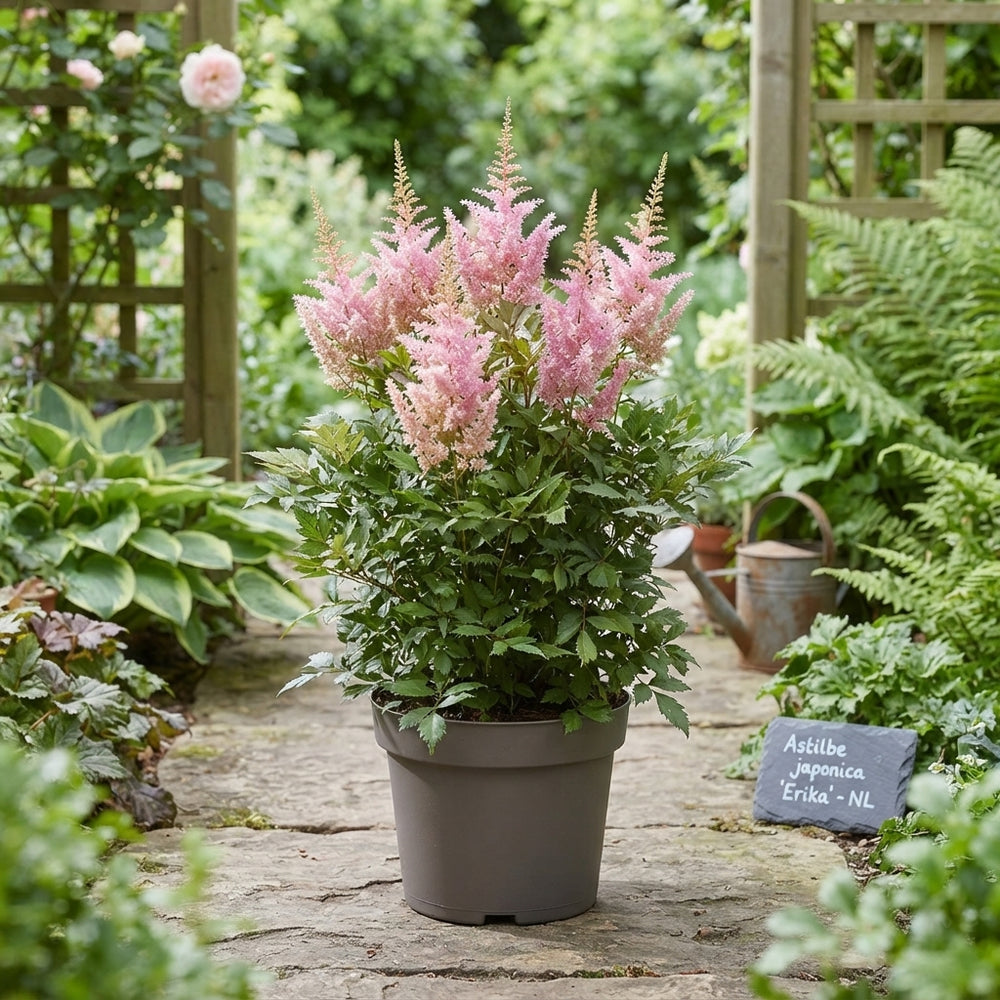 Astilbe 'Erika' – 23cm Pot, Approx. 70cm Height