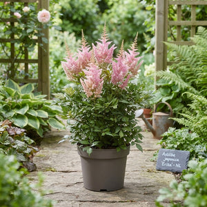 Astilbe 'Erika' – 23cm Pot, Approx. 70cm Height