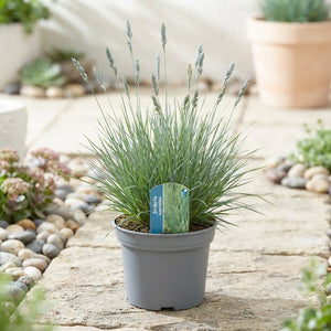 Blue Moor-Grass (Sesleria caerulea) – 17cm Pot
