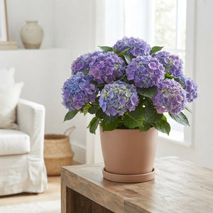 Blue Hydrangea macrophylla – 23cm Pot, 40cm High