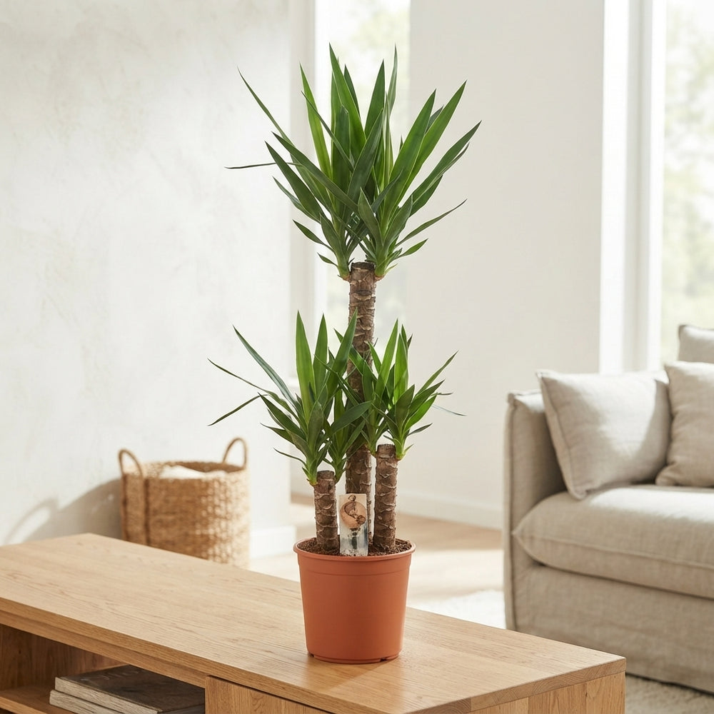 Yucca Houseplant (Yucca) – 24cm Pot, 150cm High