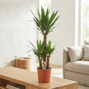 Yucca Houseplant (Yucca) – 24cm Pot, 150cm High