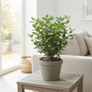 Viburnum tinus Evergreen Garden Shrub – 19cm Pot