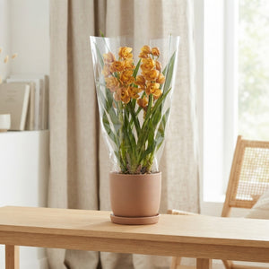 Yellow Cymbidium Orchid – 4 Stem, 14cm Pot