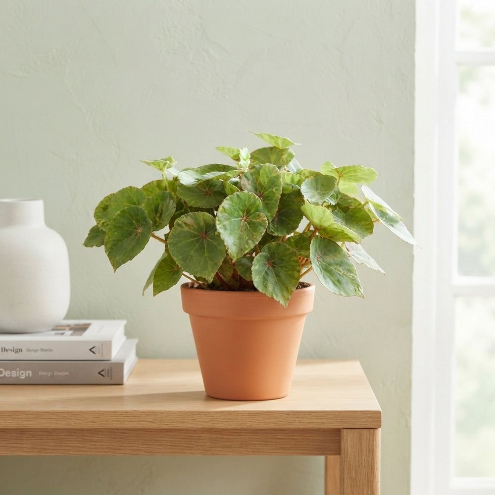 Rex Begonia ‘Rouge Variegata’ – 17cm Pot