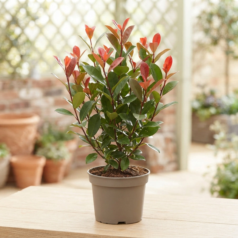 Photinia ‘Little Red Robin’ – 15cm Pot