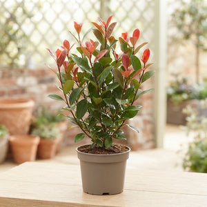 Photinia ‘Little Red Robin’ – 15cm Pot