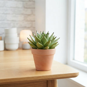 Echeveria ‘Agav Ebony’ Succulent – 8.5cm Pot