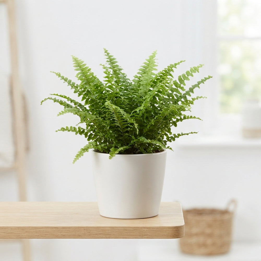 Boston Fern (Nephrolepis exaltata) – 12cm Pot