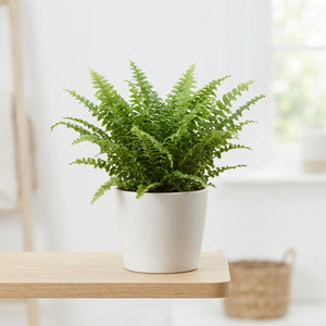 Boston Fern (Nephrolepis exaltata) – 12cm Pot