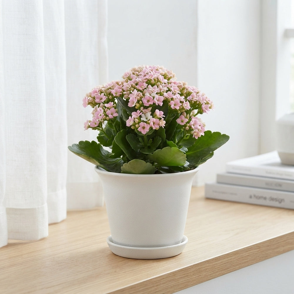 Pink Kalanchoe 'Emilie' – 10.5cm Pot