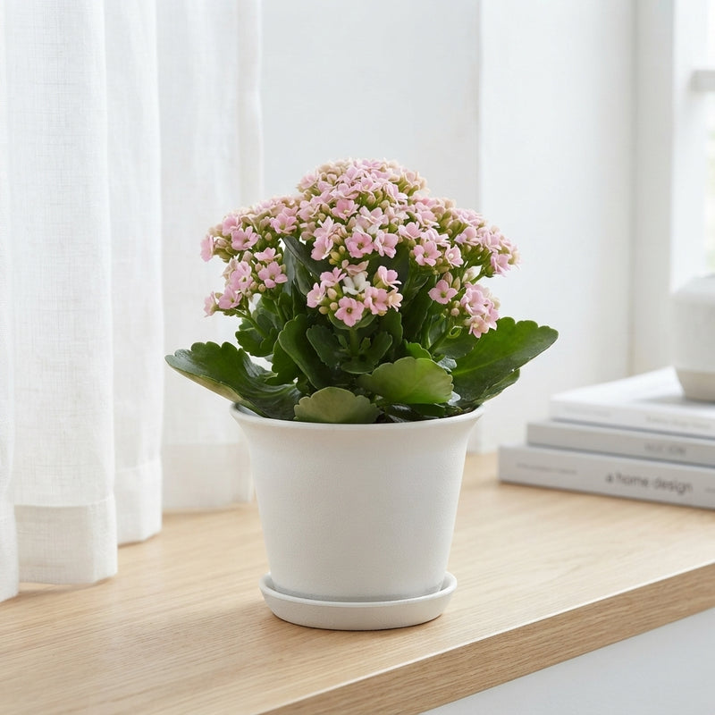 Pink Kalanchoe 'Emilie' – 10.5cm Pot
