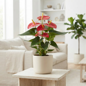 Red Anthurium (Anthurium andraeanum) – 17cm Pot