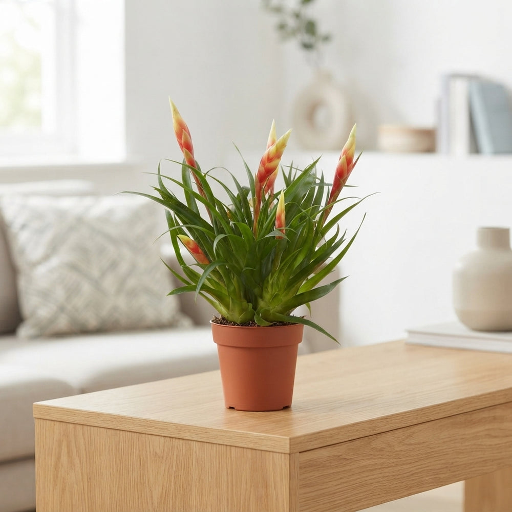 Shannon Vriesea Bromeliad – 12cm Pot