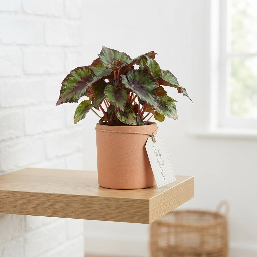 Rex Begonia 'Rouge Variegata' – 13cm Pot