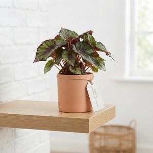 Rex Begonia 'Rouge Variegata' – 13cm Pot