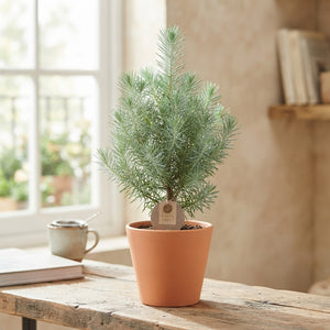 Silver Crest Pine (Pinus) – 10.5cm Pot, 38cm High