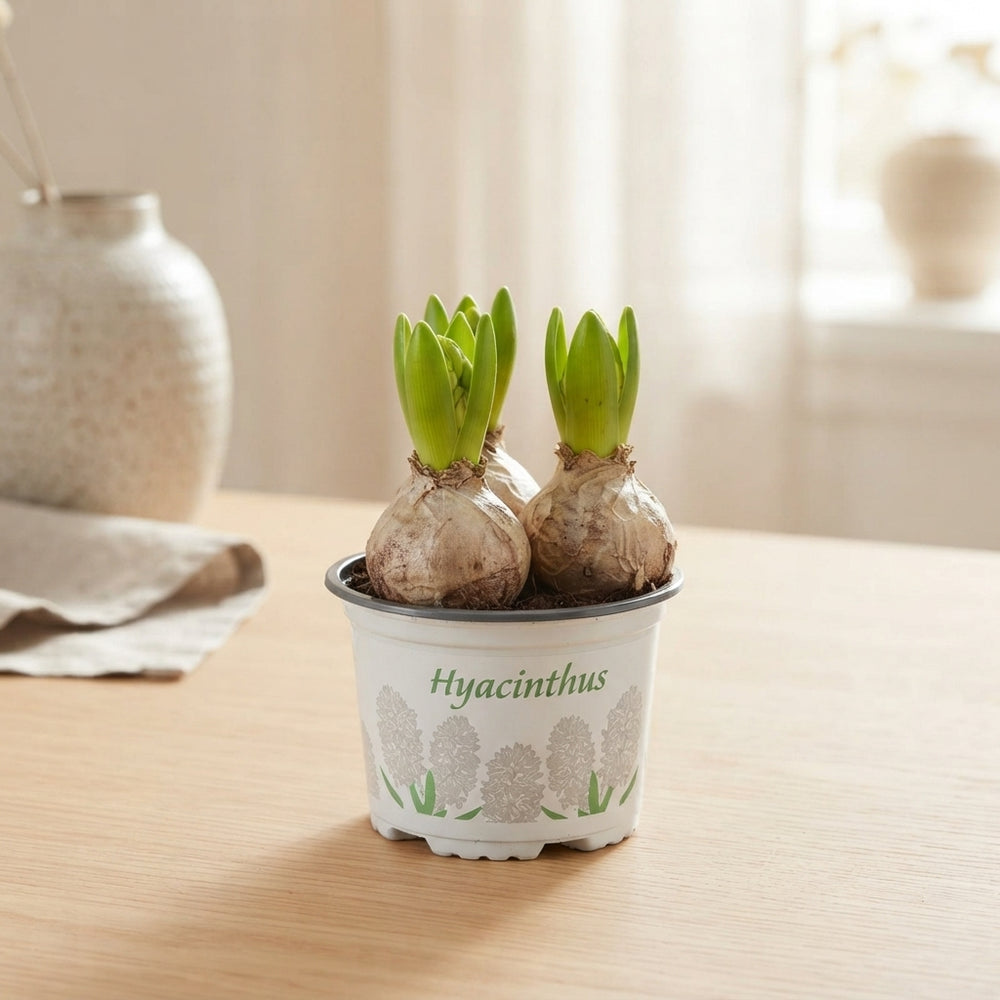 White Hyacinth (Hyacinthus orientalis) – 12cm Pot