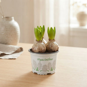 White Hyacinth (Hyacinthus orientalis) – 12cm Pot